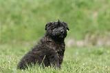 BOUVIER DES FLANDRES 350
